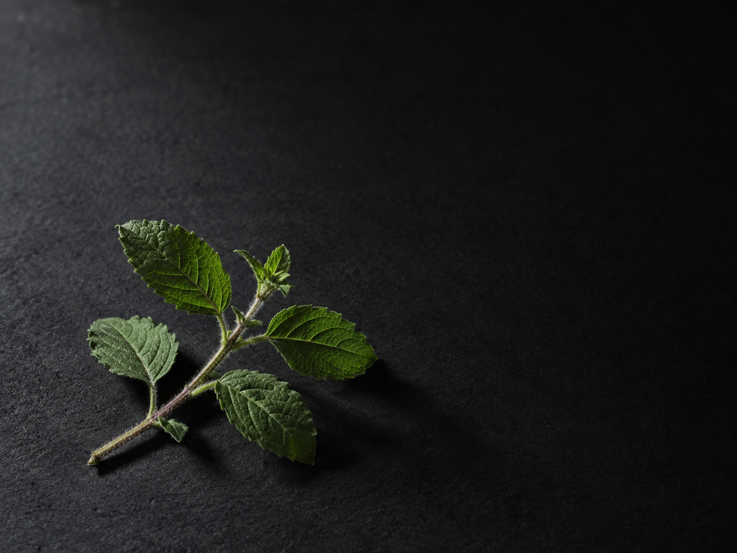 A tulsi sprig with green leaves on a dark matte surface